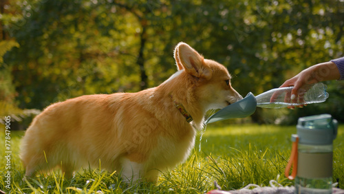 Quadro su tela Thirsty little dog welsh corgi drinking fresh water from bottle on grass lawn at