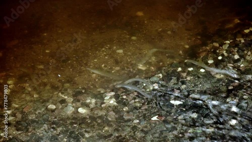 River lamprey Lampetra fluviatilis in a shallow river. Rare footage of lampreys. photo