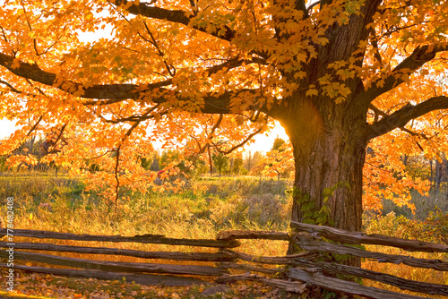 Sugar Maple in Autumn with a split rail fence. 