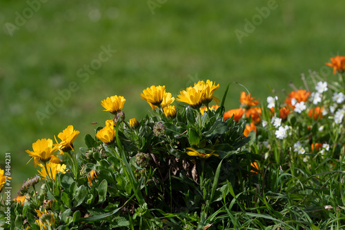 Fototapeta Naklejka Na Ścianę i Meble -  Fleurs colorées en bord de mer en Bretagne - France