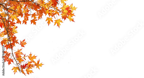 autumn mapale leave PNG transparent file  photo