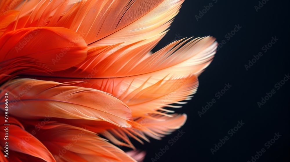 Macro close-up of beautiful color feathers with water drops. Macro close-up of beautiful color feathers with water drops.