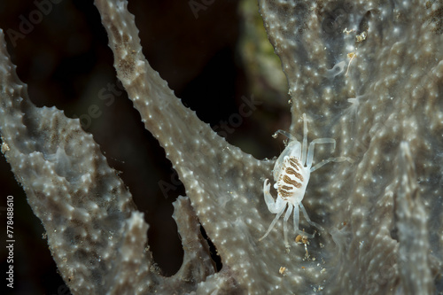 Fototapeta Naklejka Na Ścianę i Meble -  A picture of a porcelain crab