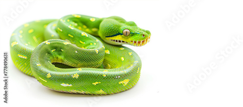 Green tree python - Morelia viridis in front of a white background