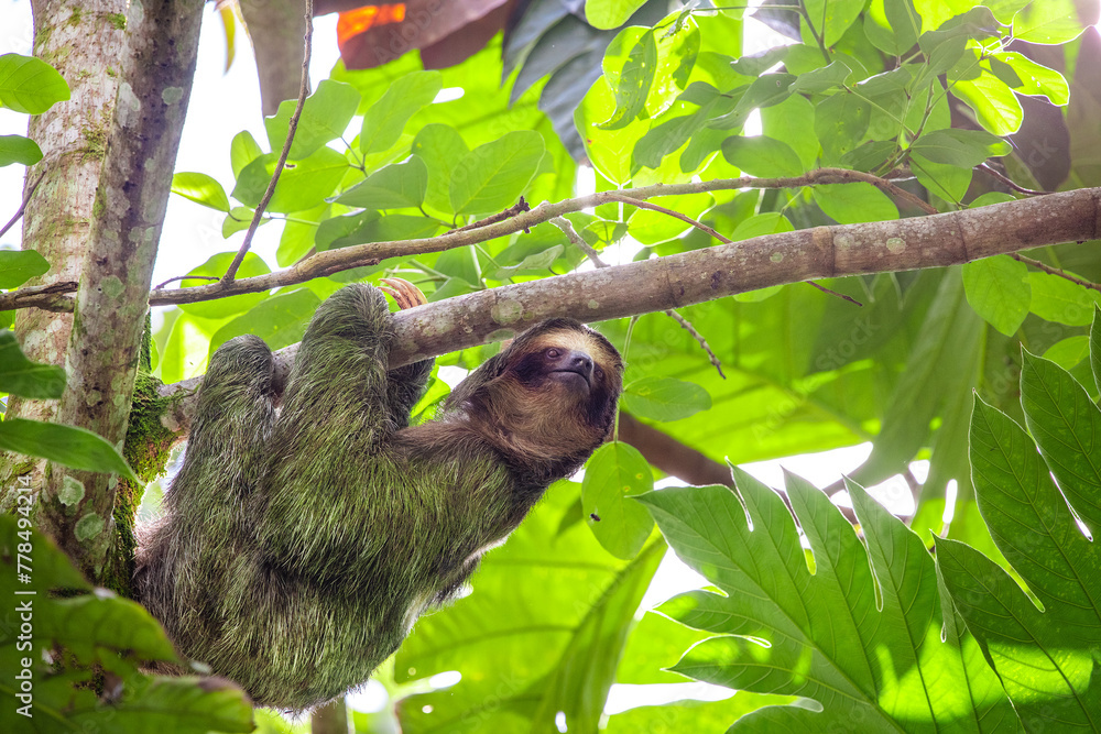Naklejka premium Sloth