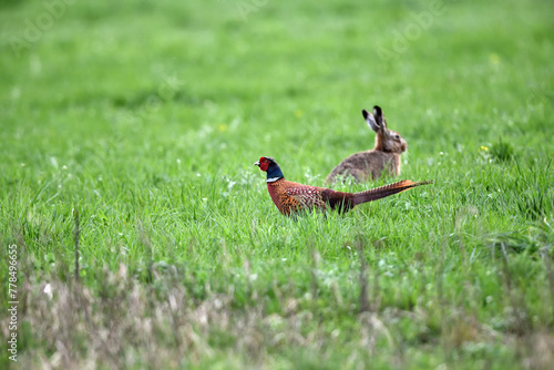 Frei lebende Tiere in Serie zu Pfingsten. Hase und Fasan auf grüner Natur-Wiese im Gras bei der Jagd.