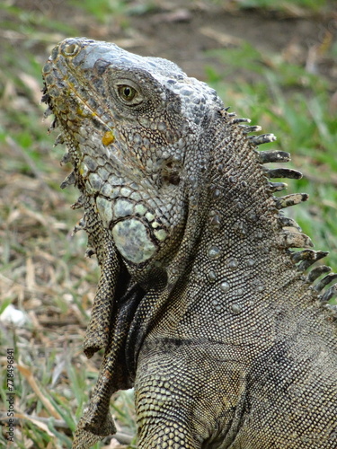 Iguana