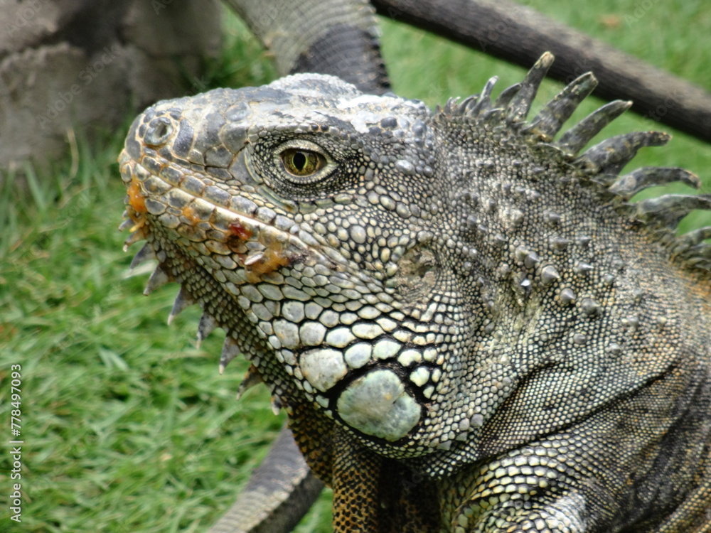 Iguana