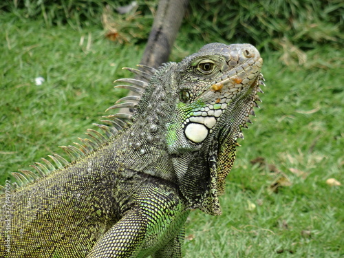 Iguana