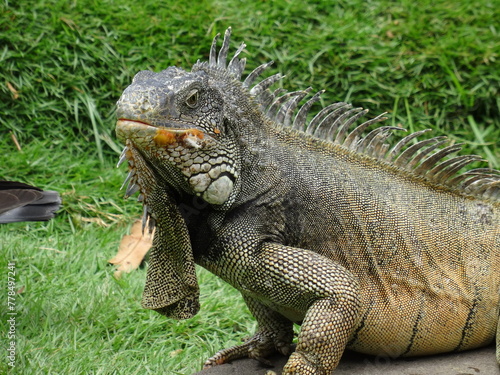 Iguana