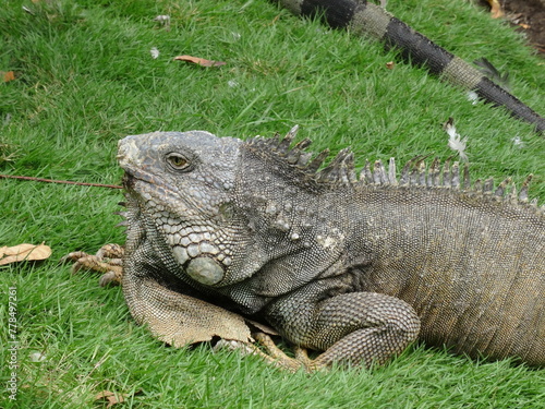 Iguana