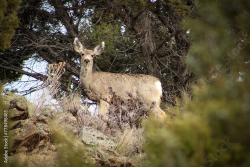 Idaho Mule Deer