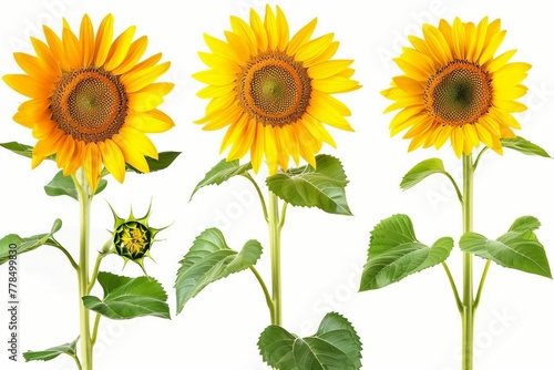 Set of four vibrant sunflowers isolated on white background, floral collection