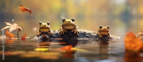 Frogs resting in a lake with autumn leaves