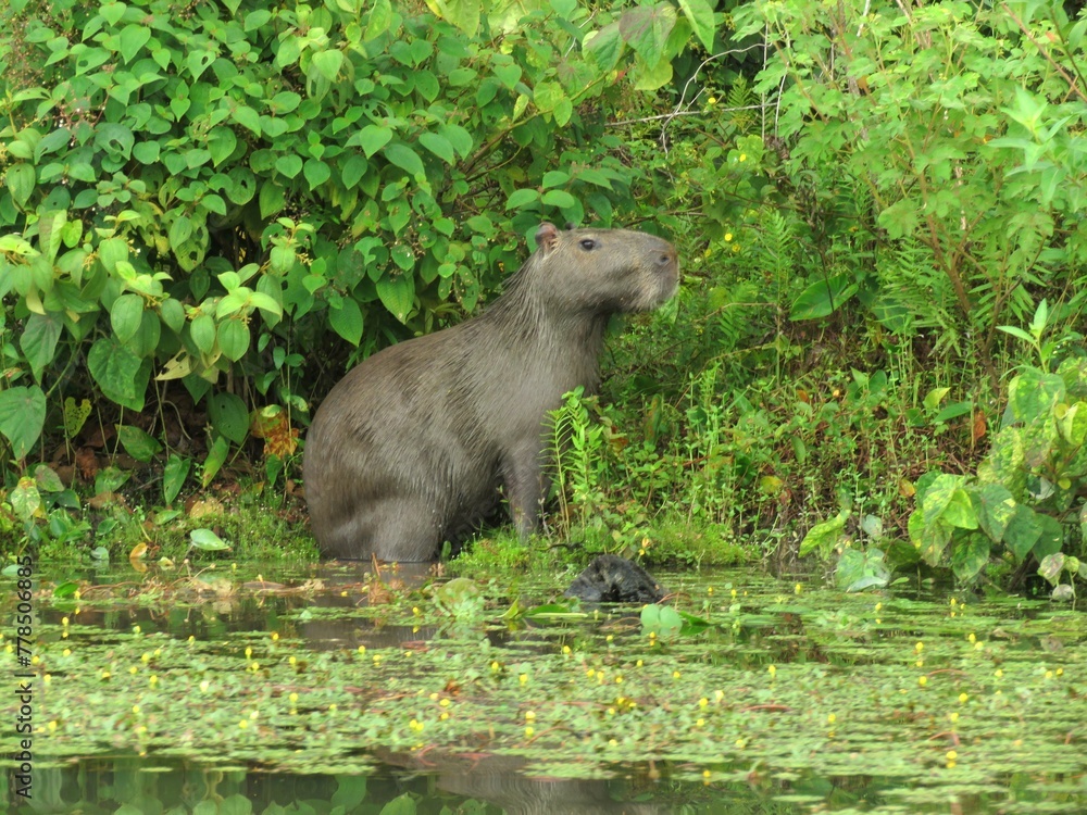 Capybara (Hydrochoerus hydrochaeris) in North of Mato Grosso, Brazil Capybara (Hydrochoerus hydrochaeris) in North of Mato Grosso, Brazil