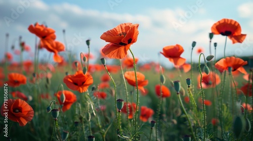 poppy field close-up © Vlad Kapusta