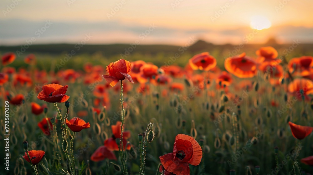 Obraz premium poppy field at sunset close-up