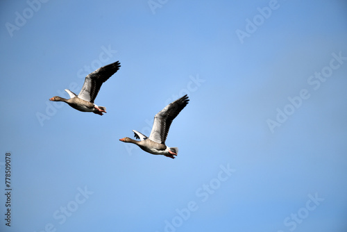Zwei Dauer Partner wie im M  rchen  Wildg  nse seitlich im Flug vor blauem wolkenlosem Himmel in der Luft zu Pfingsten auf dem Bauernhof.