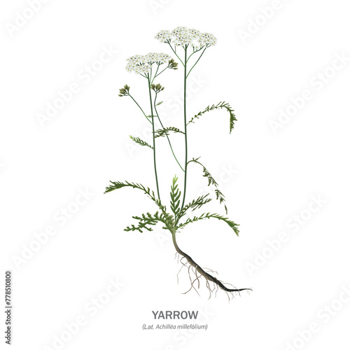Yarrow (Achillea millefolium) - flowers, stems, leaves and root isolated on white background. Realistic vector drawing with the name of the plant. © steadb