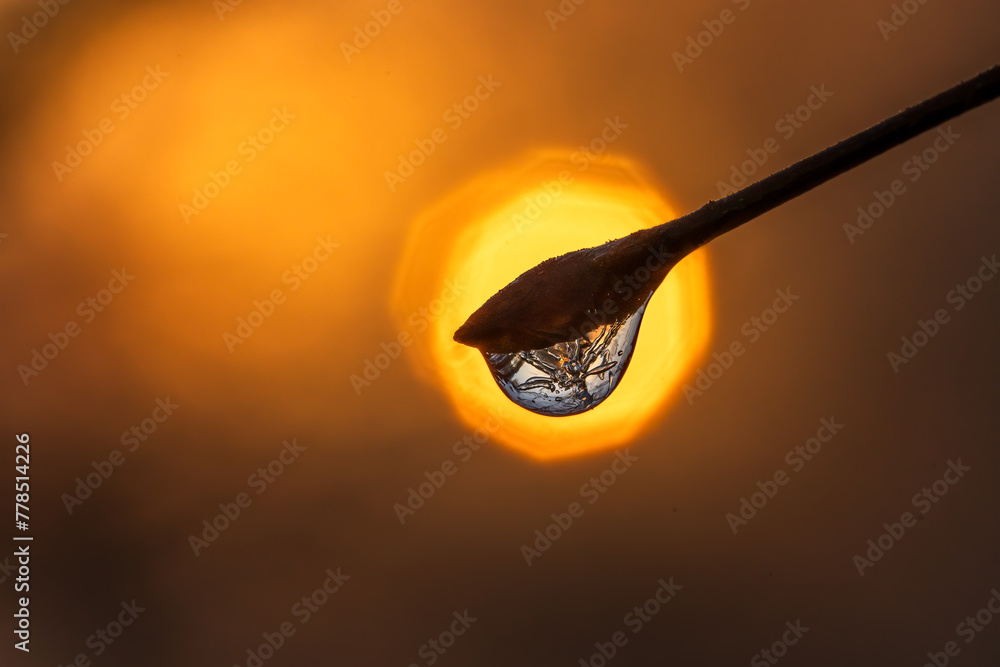 custom made wallpaper toronto digitalFrozen drop of water on a bud with the rising sun in the background