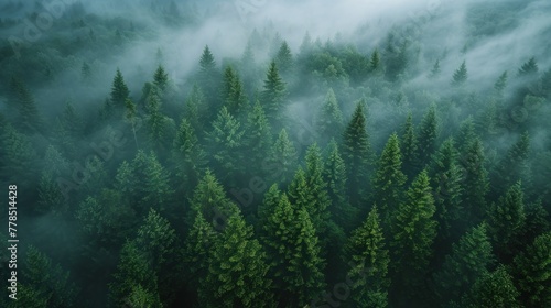 Panoramic view of spruce forest in fog seen from above © fajar