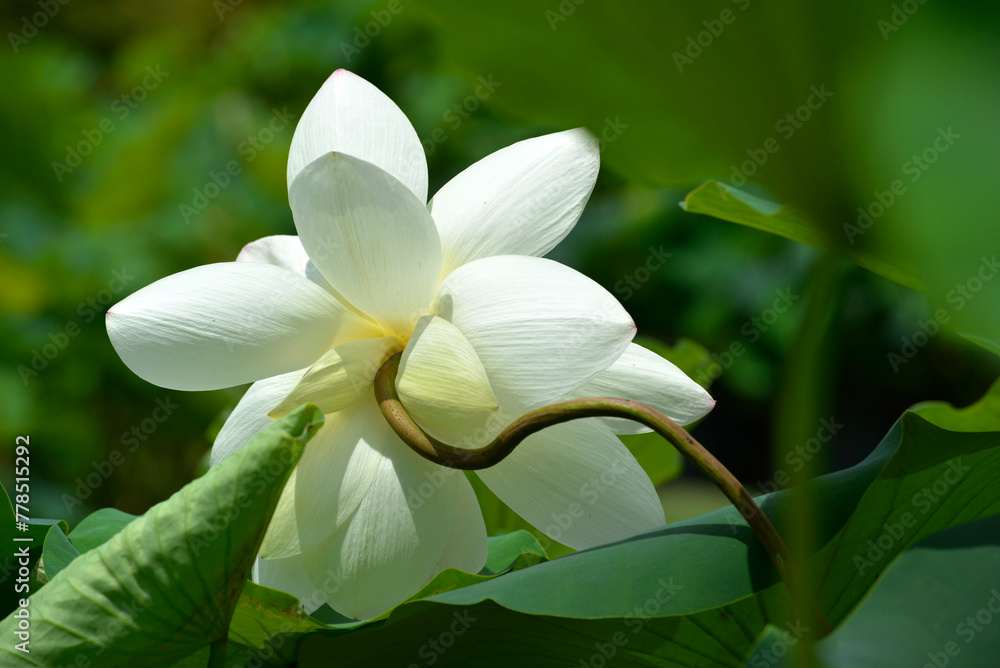 Fototapeta premium ハスの花