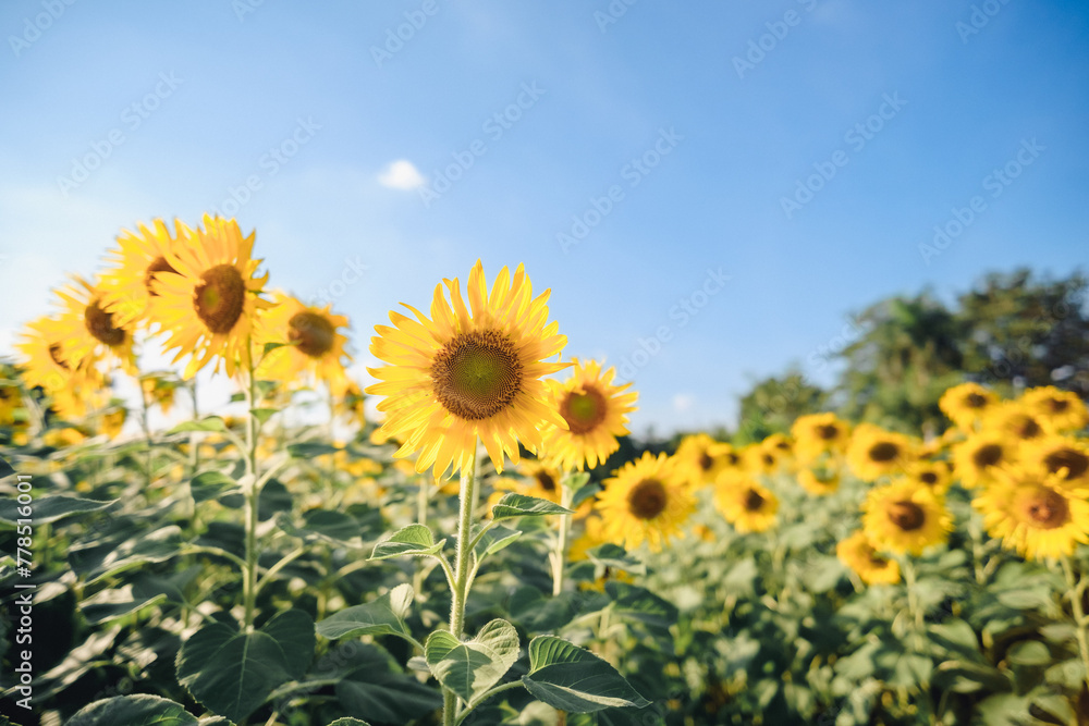 Summer Sunflower Field under a Blue Sky