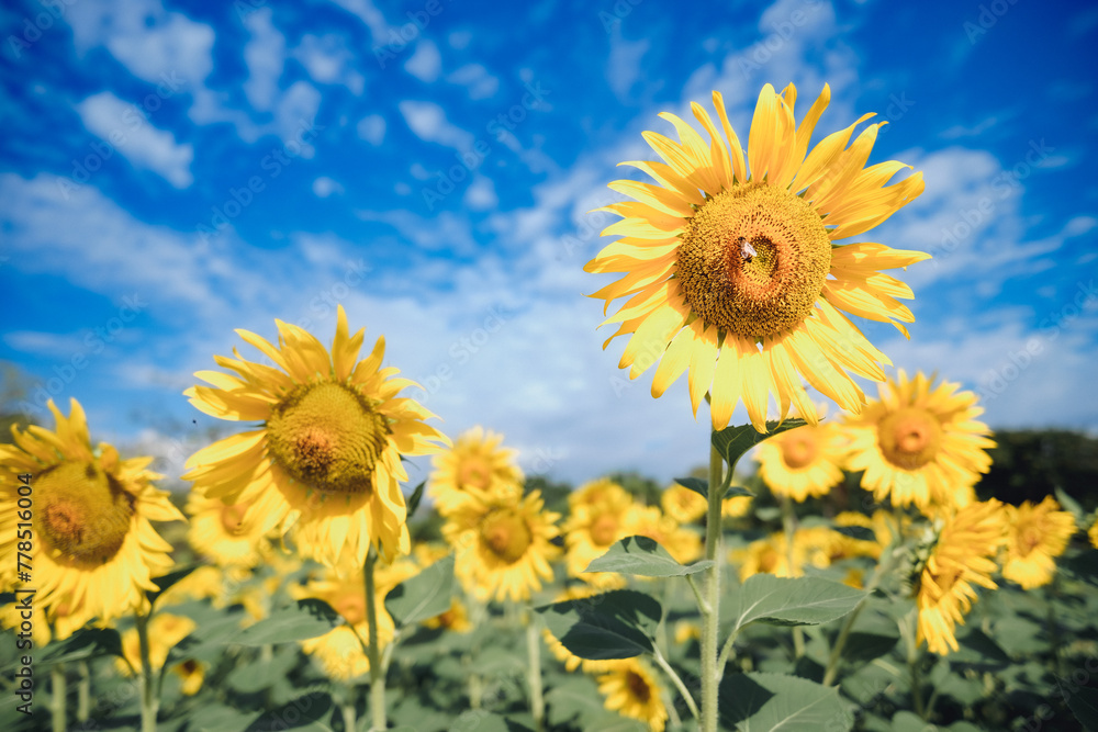 Sunflowers bloom under the summer sun in a vibrant field, painting a beautiful landscape of yellow, green, and blue