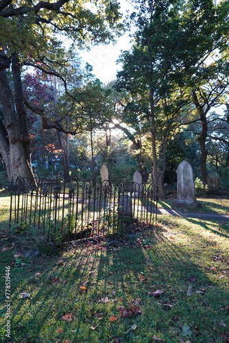 Long shadows of Autumn sunshine on a morning walk through a cemetery