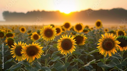 Sunflower growing field at sunset