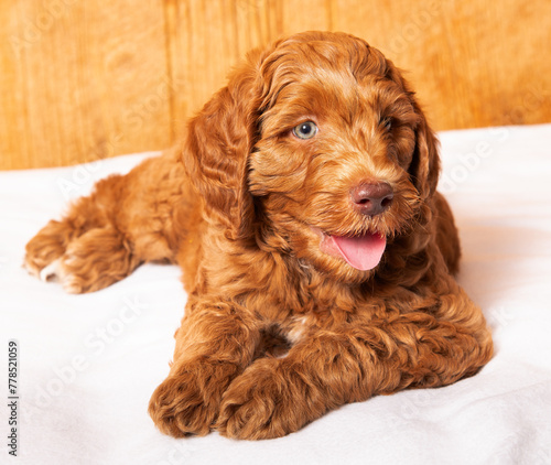 Cute red headed puppy 2