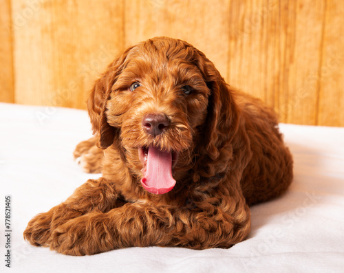 Cute red headed puppy yawning