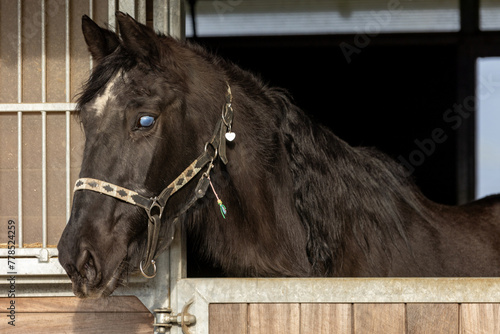 Pferd mit blindem Auge © Nadine Haase