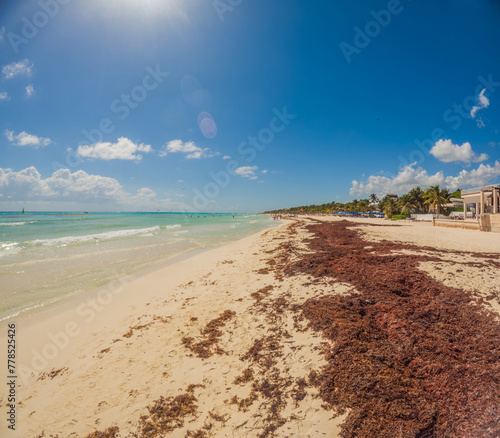 The beautiful Caribbean beach totally filthy and dirty the nasty seaweed sargazo problem in Playa del Carmen Quintana Roo Mexico