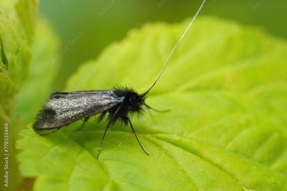 Closeup on the small green longhorn moth, Adela reaumurella sitting on a green leaf Closeup on the small green longhorn moth, Adela reaumurella sitting on a green leaf