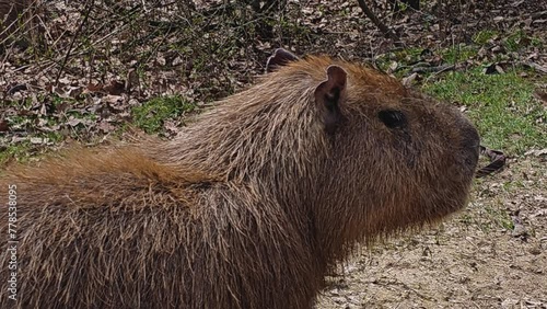 A Capybara on a meadow looking aroundon a sunny day photo