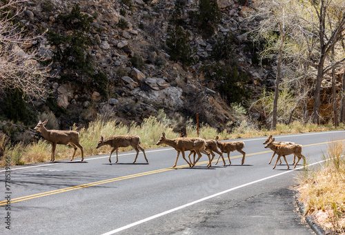 Family of deer crossing the road at Capitol Reef National Park.