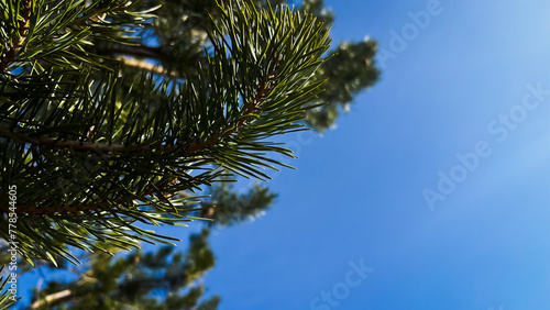 Natural wallpaper with copy space. Close-up green needles of fir tree against blue sky with sun light. Spring background. Film grain texture. Soft focus. Blur