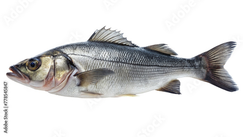 Fresh sea bass fish on white plate isolated on transparent background