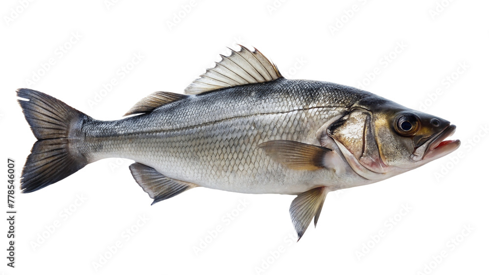 Obraz premium Fresh sea bass fish on white plate isolated on transparent background