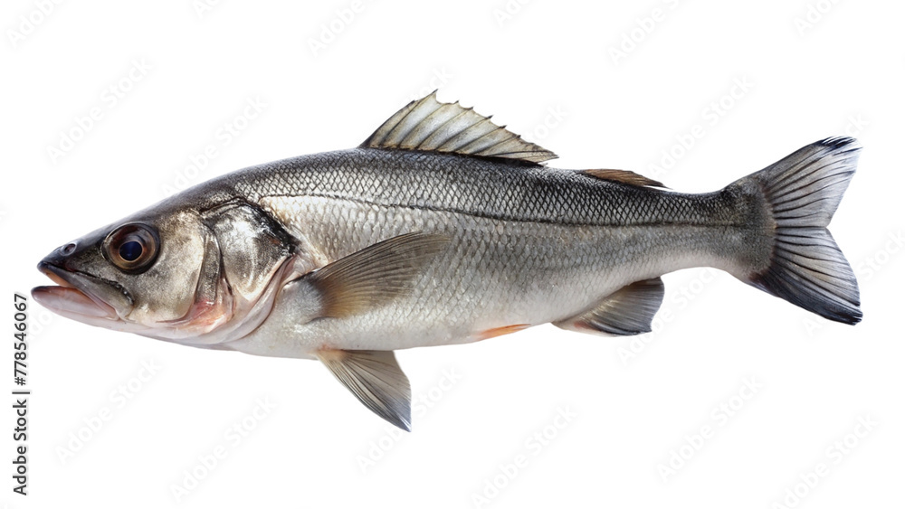 Fresh sea bass fish on white plate isolated on transparent background Fresh sea bass fish on white plate isolated on transparent background