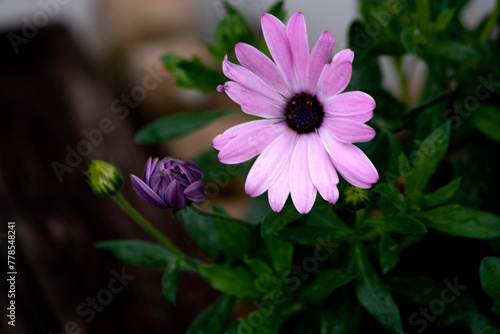 pink daisy flower in the garden