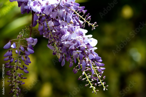 wisteria sinensis, glicina hanging of the branch
