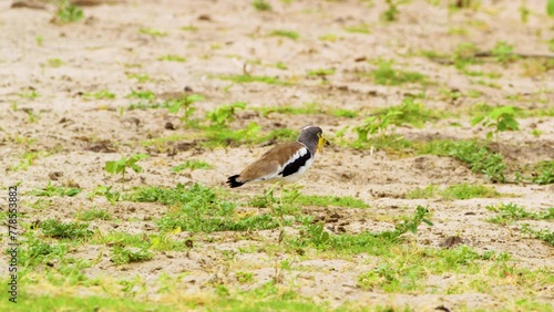 A white crowned lapwing (Vanellus albiceps) foraging on ground. Botswana, South Africa.  photo