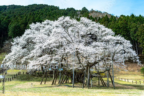 天然記念物根尾谷の淡墨桜