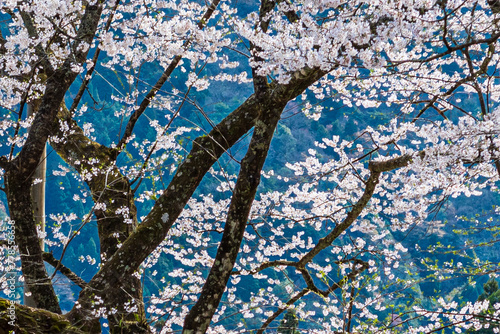天然記念物根尾谷の淡墨桜