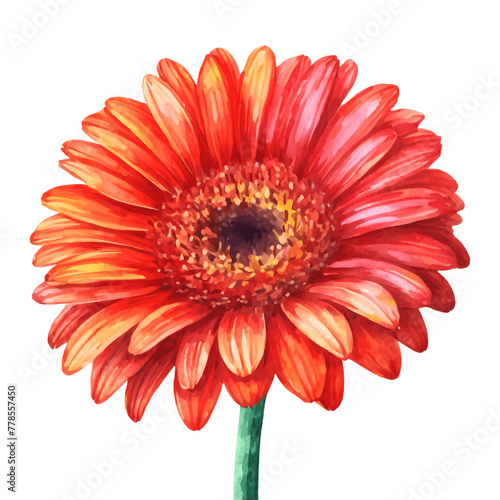 Red gerbera flower close-up of a single flower  flower in full bloom  illustrating detail  Isolated on White Background  png.