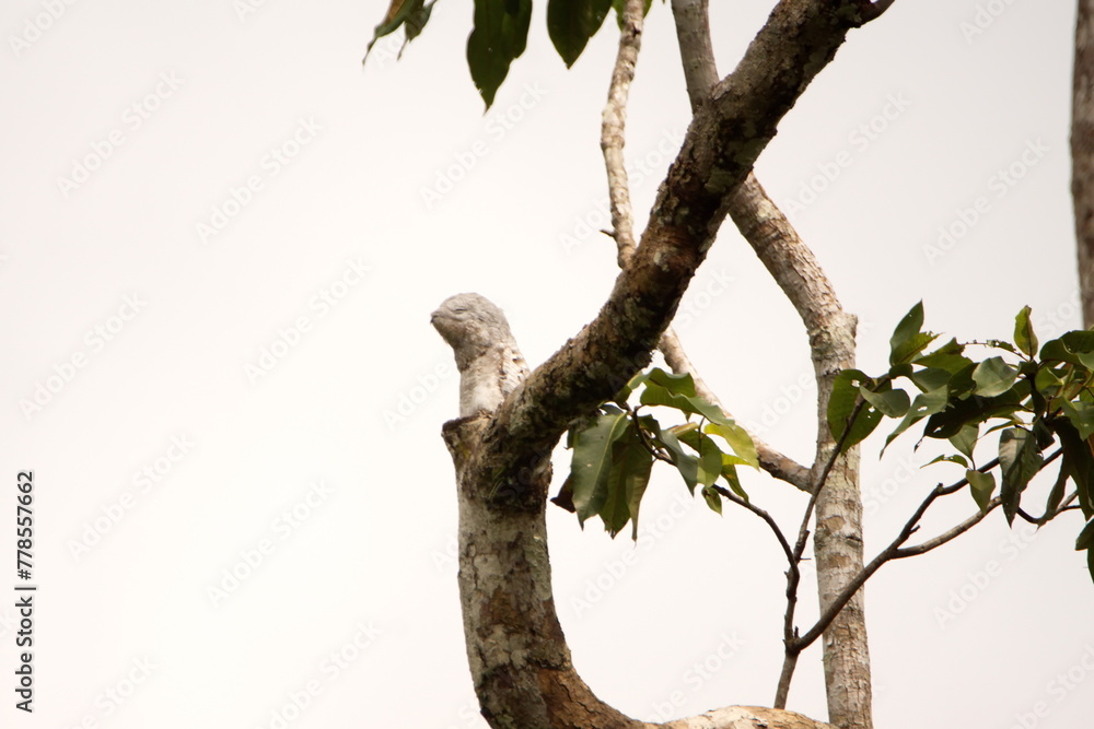 Fototapeta premium Great Potoo (Nyctibius grandis) perched in a tree near Puerto Bolivar in the Cuyabeno Wildlife Reserve, outside of Lago Agrio, Ecuador