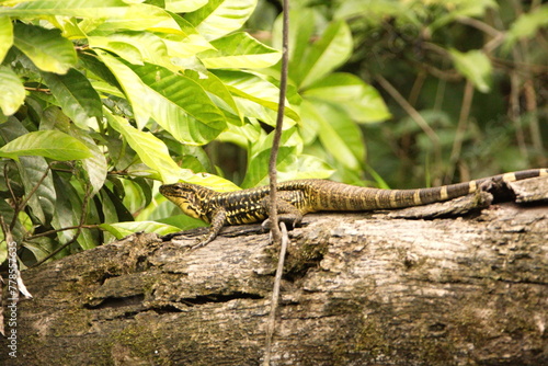 Gold tegu lizard (Tupinambis teguixin) on a log in the Cuyabeno Wildlife Reserve, outside of Lago Agrio, Ecuador photo