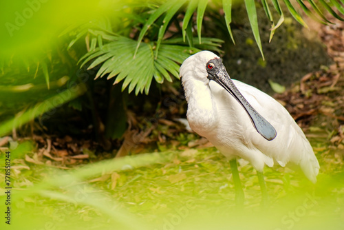The black-faced spoonbill is a species of wading bird in the ibis and spoonbill family Threskiornithidae. The scientific name is Platalea minor.
